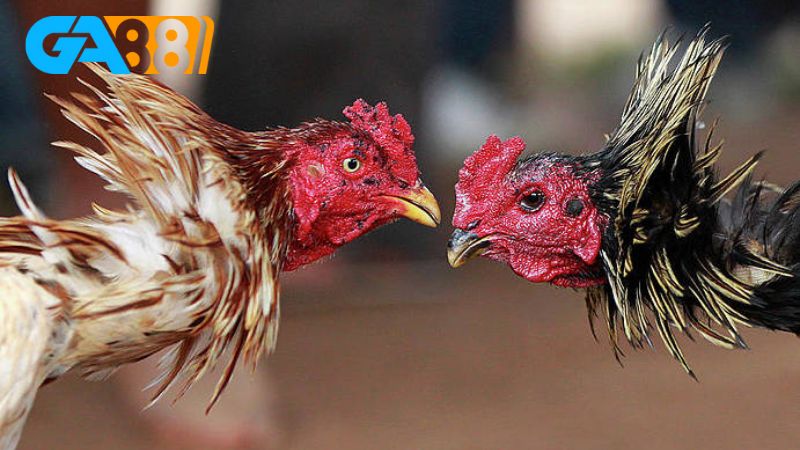 Các loại hình đá gà Lixi88 vô cùng phong phú