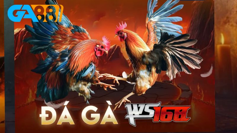 Tìm hiểu kinh nghiệm chơi đá gà Lixi88 hiệu quả